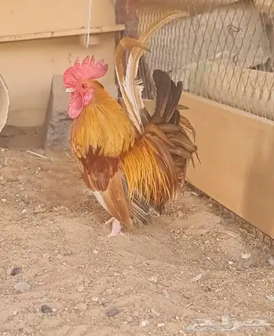 دجاج سيرما 0