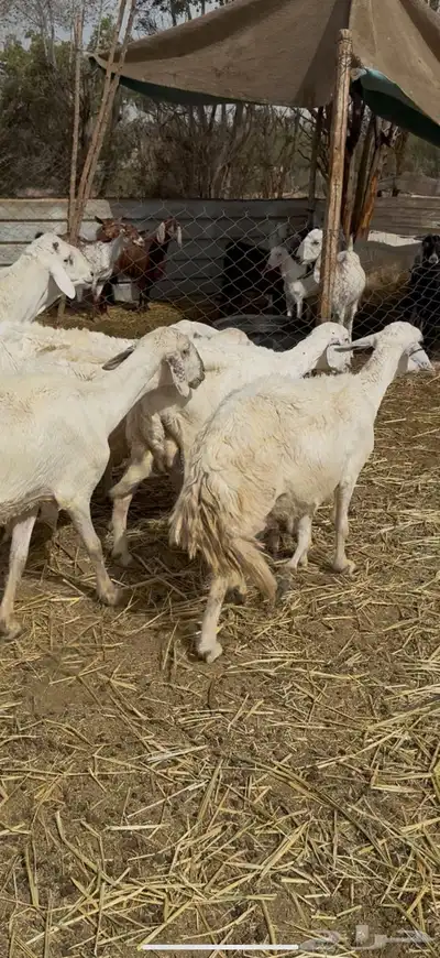 تم البيع 0