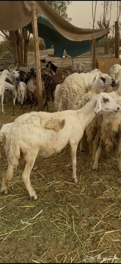 تم البيع 8