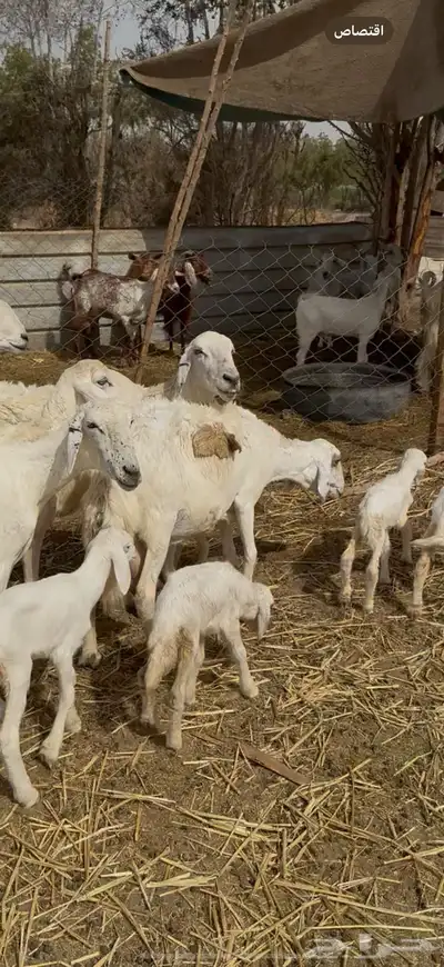 تم البيع 4