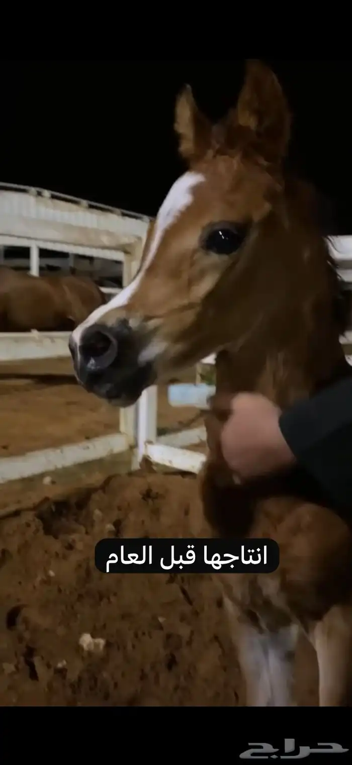 فرس واهو لقاح 5