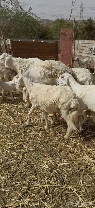 تم البيع 5