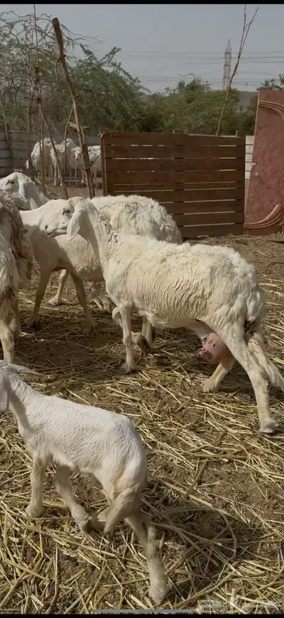 تم البيع 1