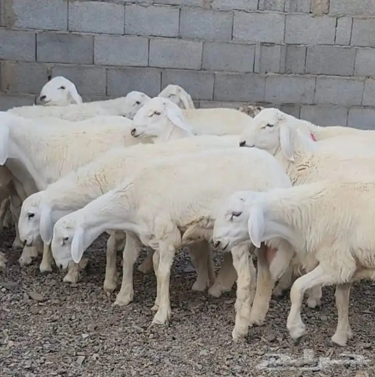 ذبائح تيوس و طليان حريه ونجد 1