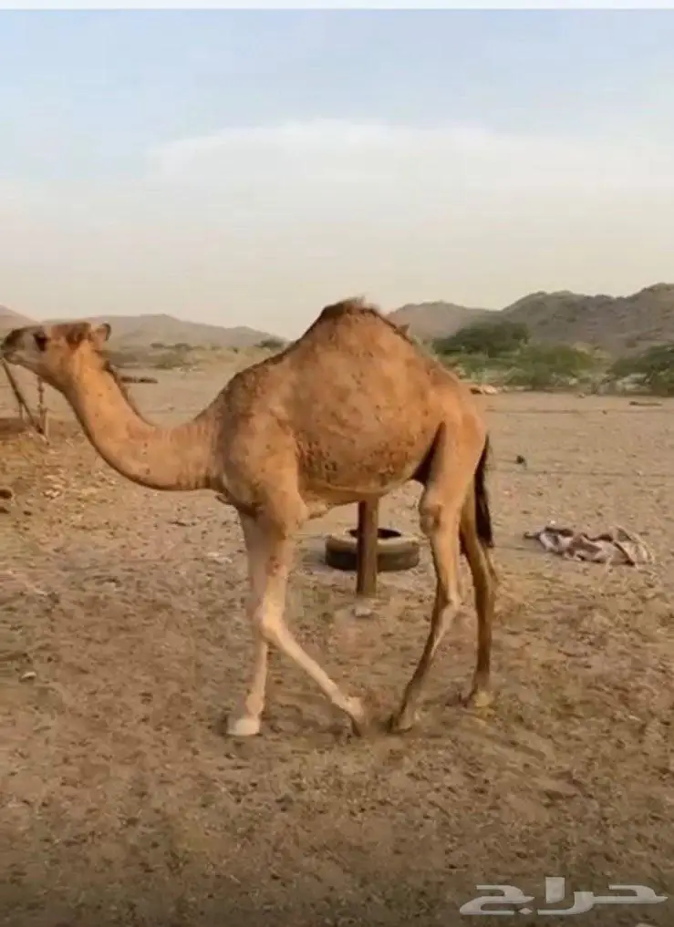 قعود مشروع فاحل 0