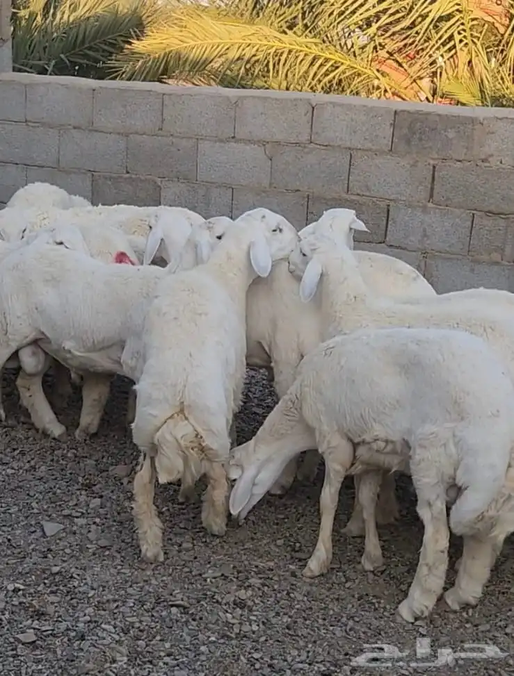 ذبائح تيوس و طليان حريه ونجد 2