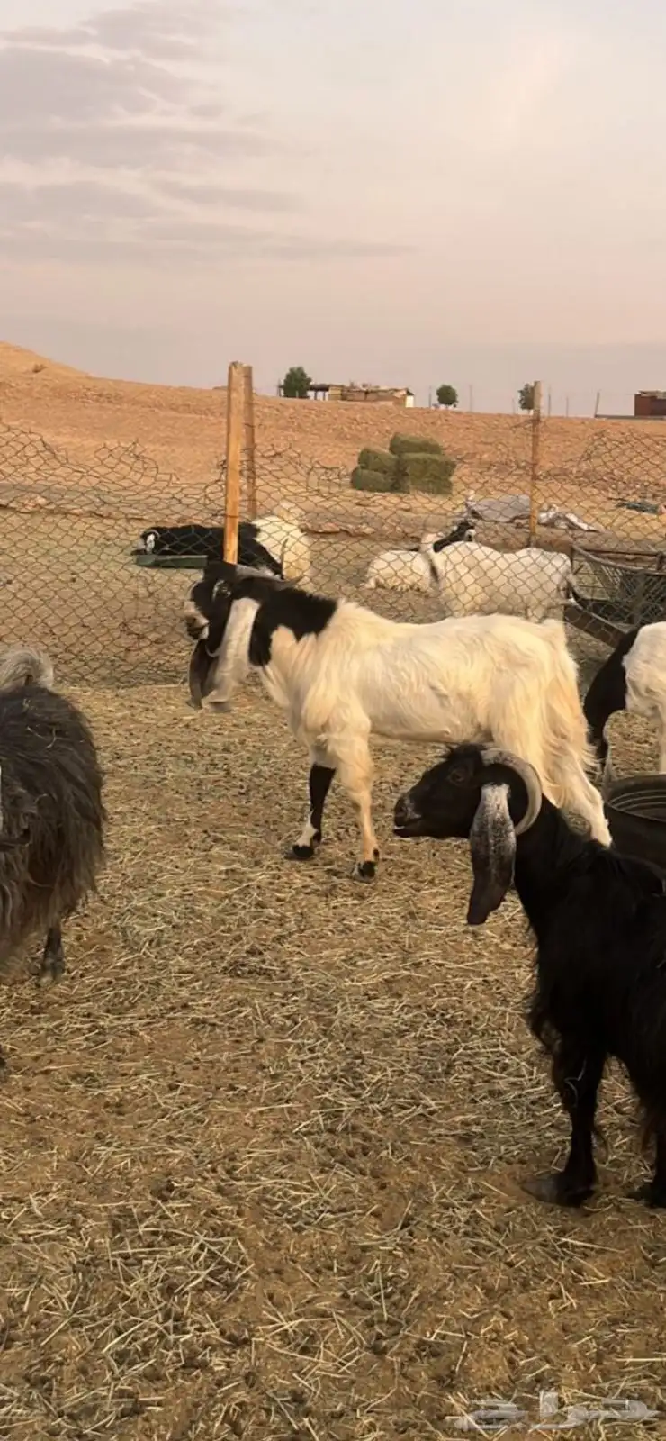 للبيع تيس العمر جذع الموقع ديراب 2