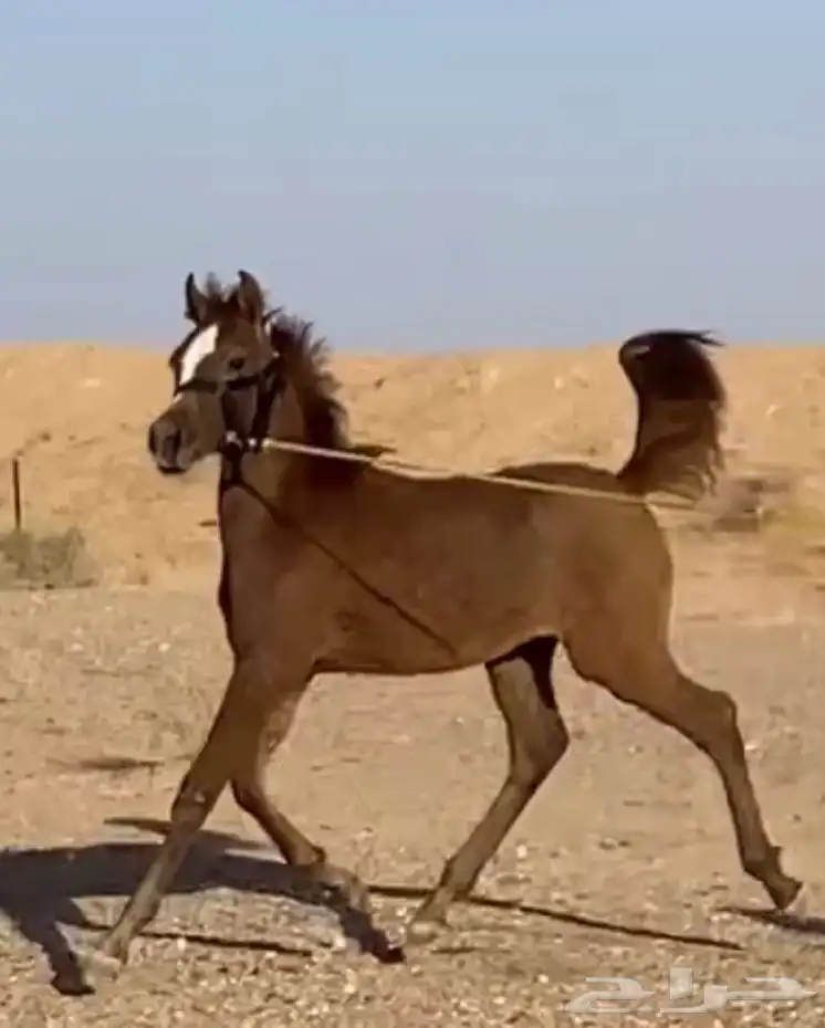 مهر ومهره البيع سمح جدا 3