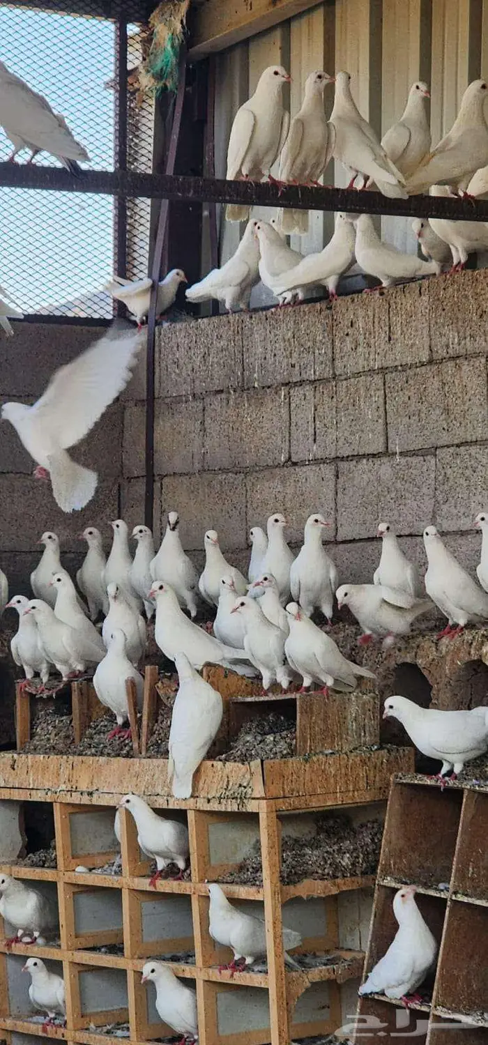 دجاج عربي مهجن مع دجاج باكستاني حمام فرنسي 5