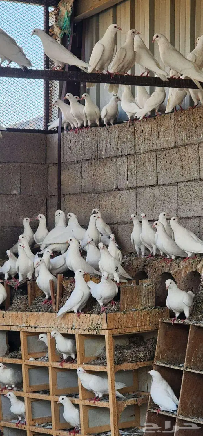 دجاج عربي مهجن مع دجاج باكستاني حمام فرنسي 4