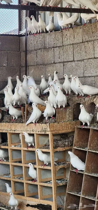 دجاج عربي مهجن مع دجاج باكستاني حمام فرنسي index