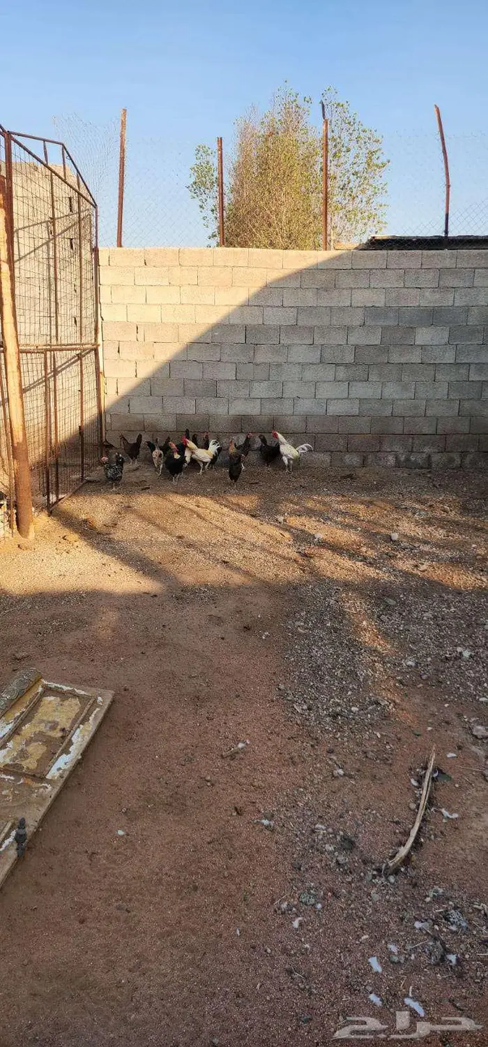 دجاج عربي مهجن مع دجاج باكستاني حمام فرنسي 6