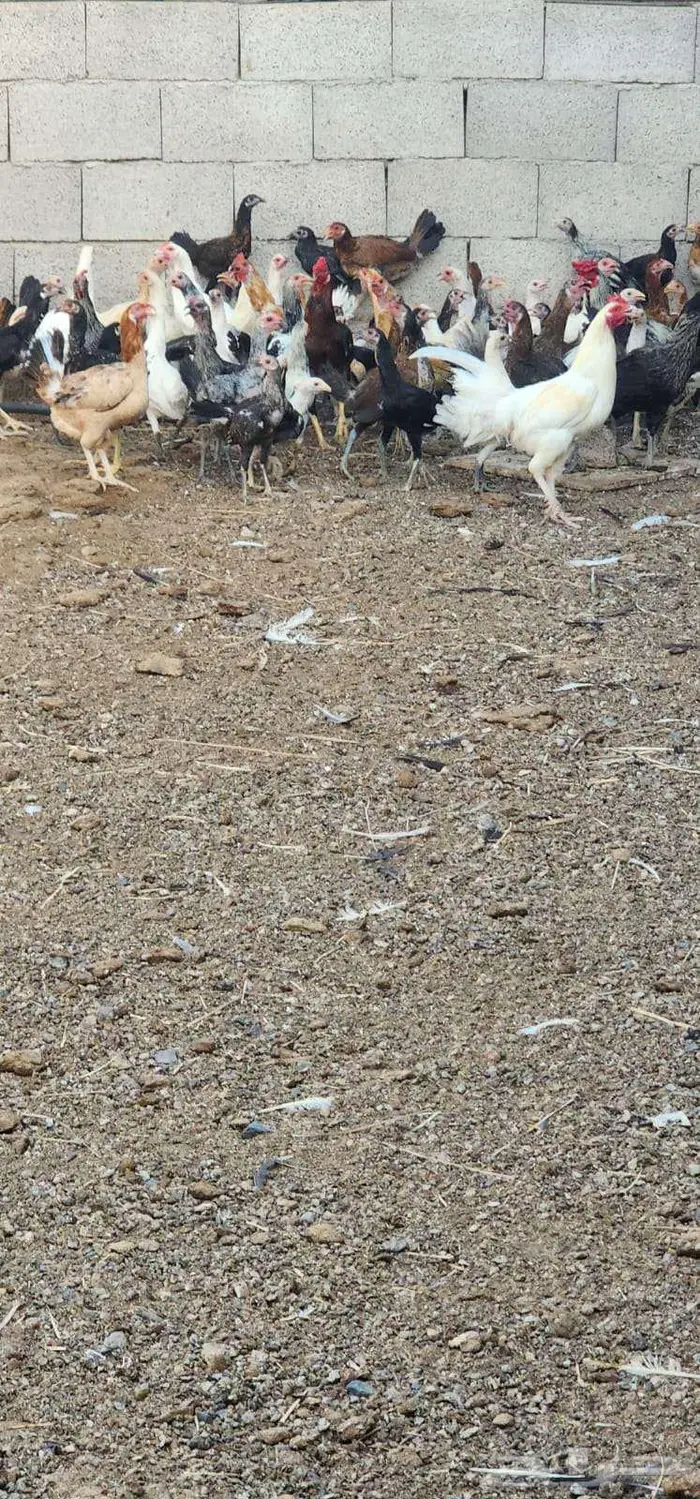 دجاج عربي مهجن مع دجاج باكستاني حمام فرنسي 9