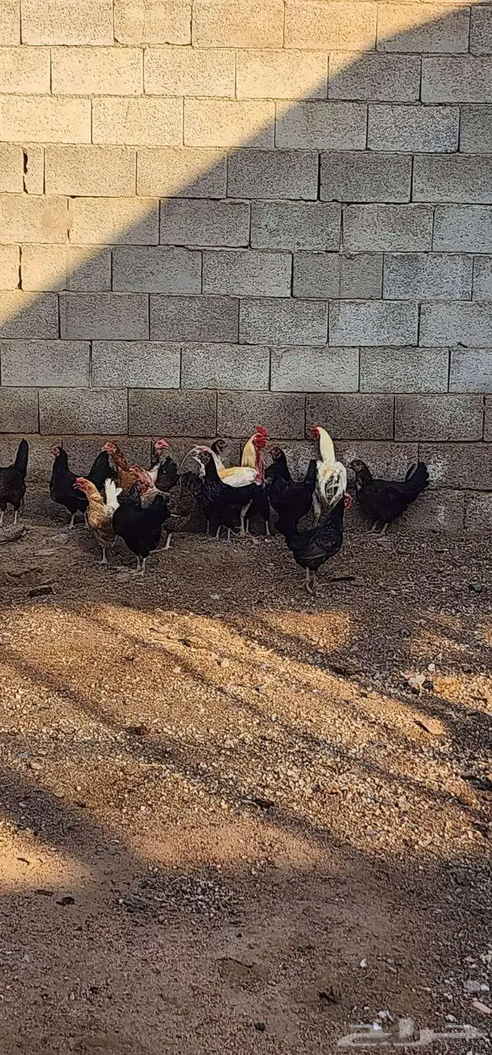 دجاج عربي مهجن مع دجاج باكستاني حمام فرنسي 0