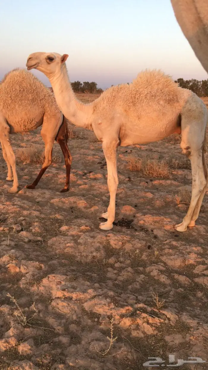 قعود اوضح 0