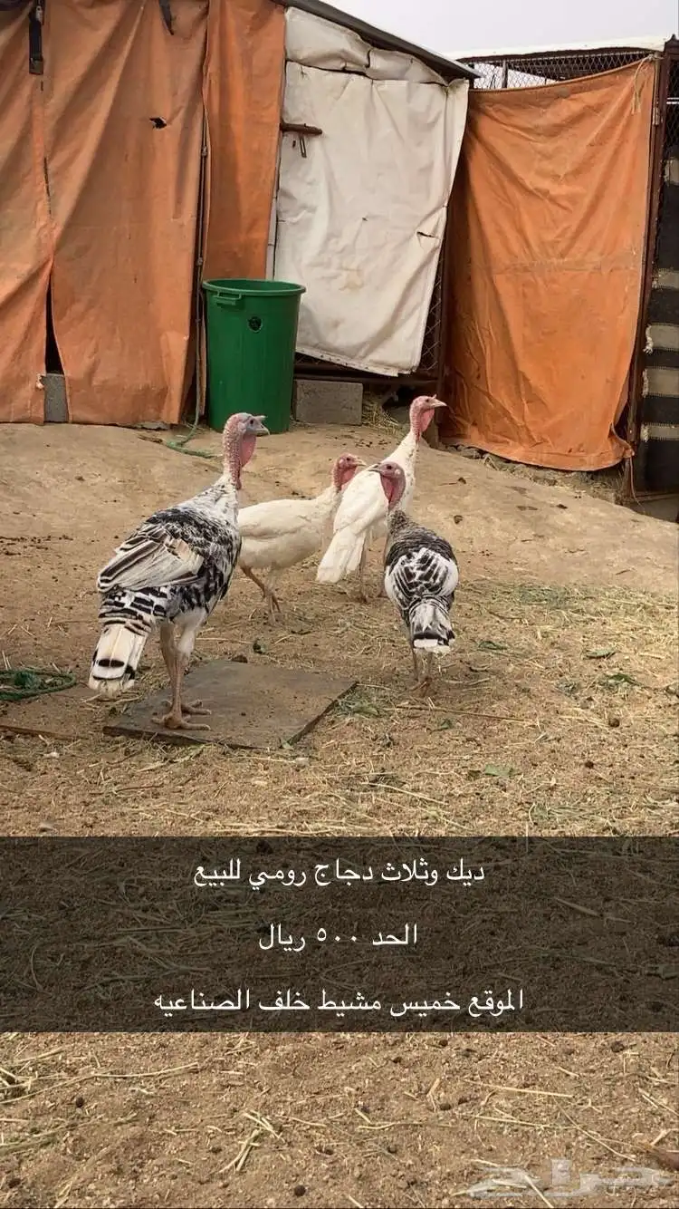 دجاج رومي للبيع . index