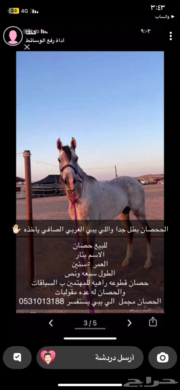 حصان سبوق للبيع الموقع ضريه 0