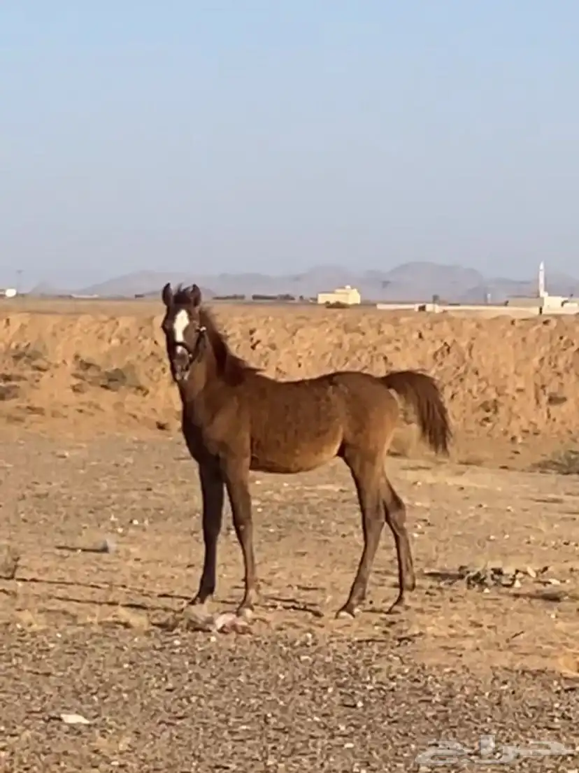 مهر ومهره البيع سمح جدا 5