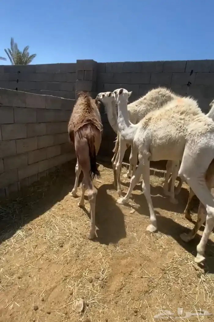 6قعدان مغاتير لبانيان 2
