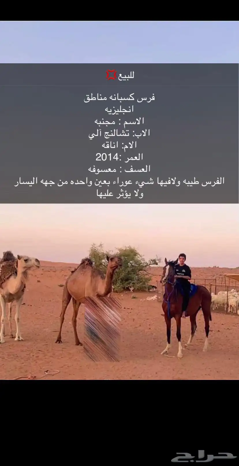 فرس انجليزيه index
