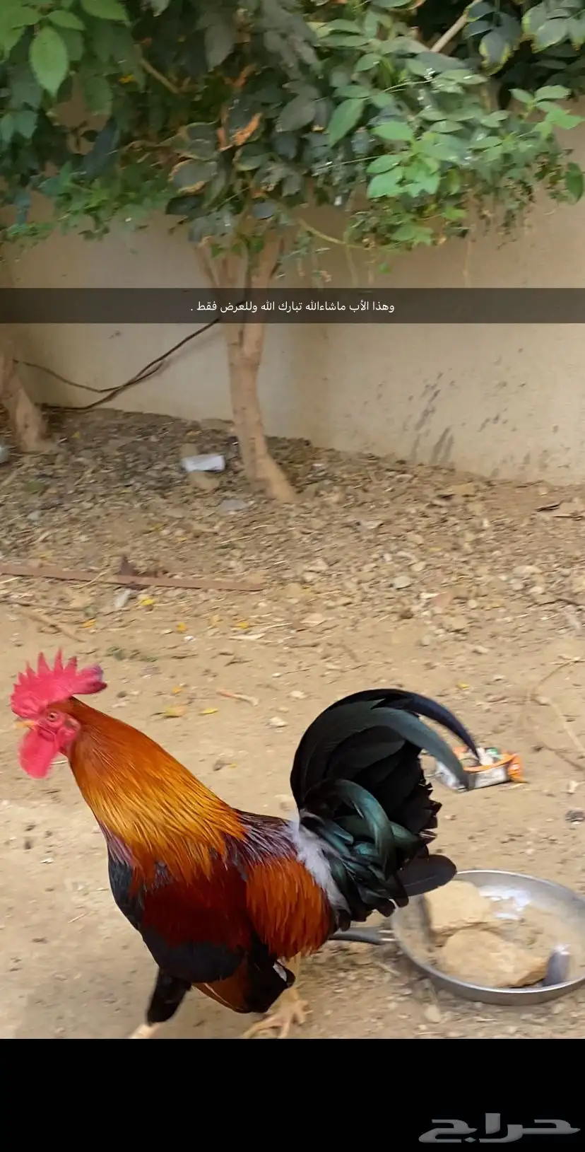 ديوكه عربي بلدي أصيل ظهر أحمر وصدر أسود 8