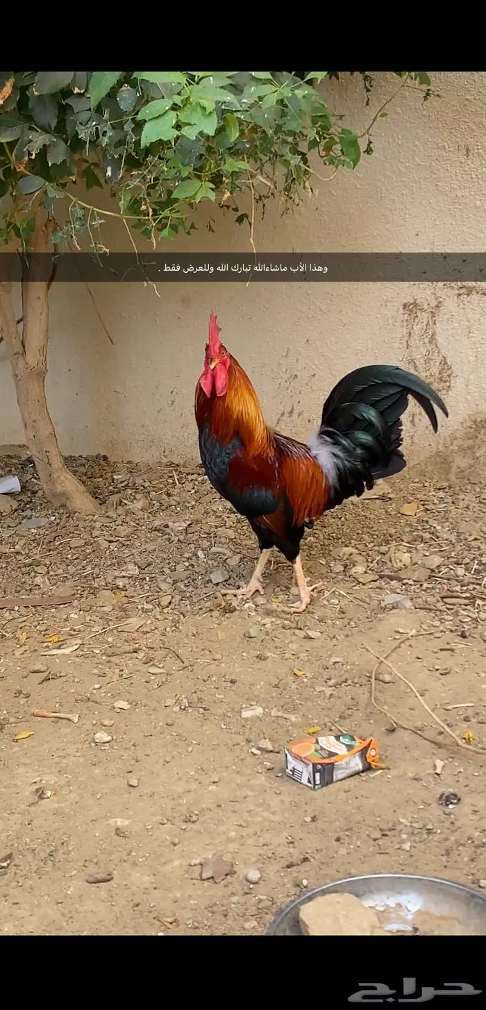 (تم البيع ) ديوكه عربي بلدي أصيل ظهر أحمر وصدر أسود 7