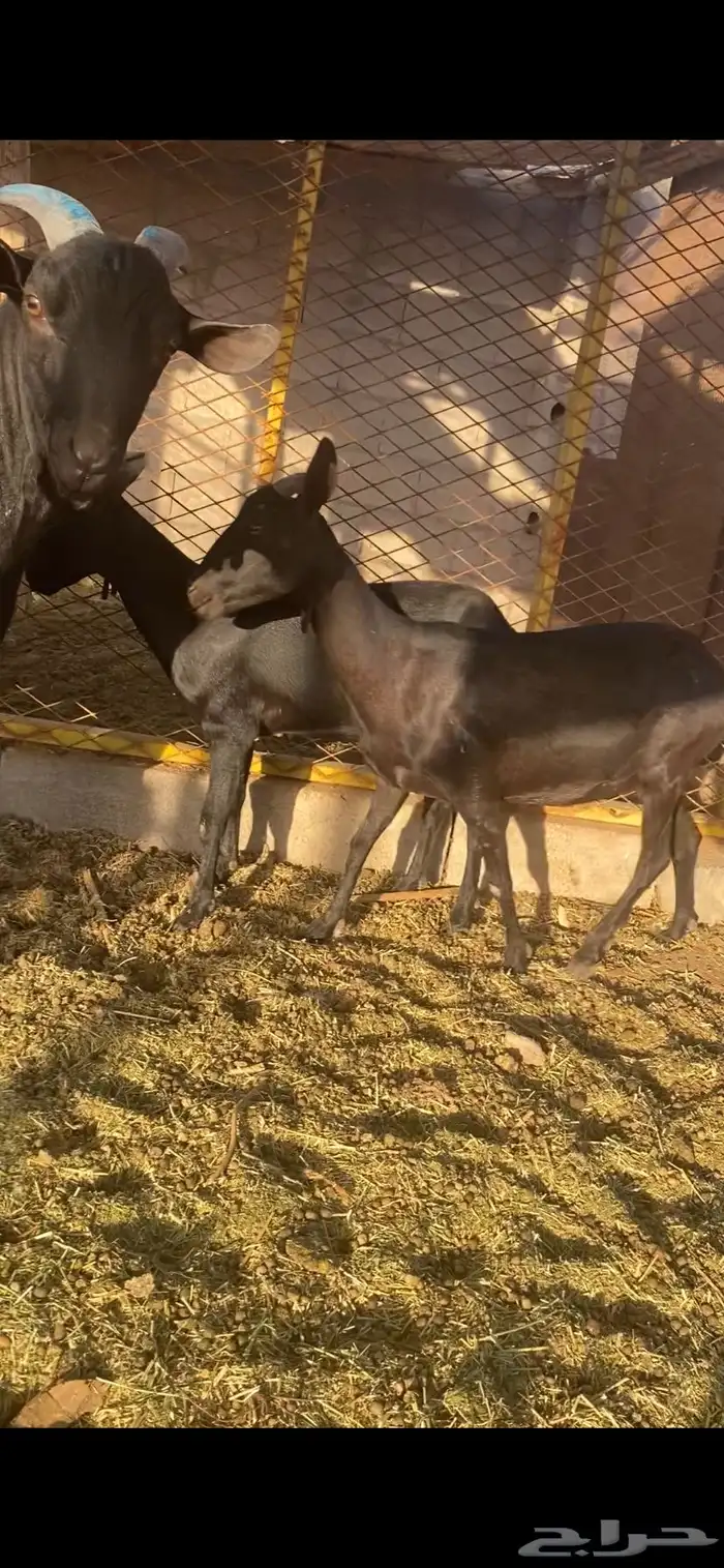 ماعز وتيوس مورسيانو 2