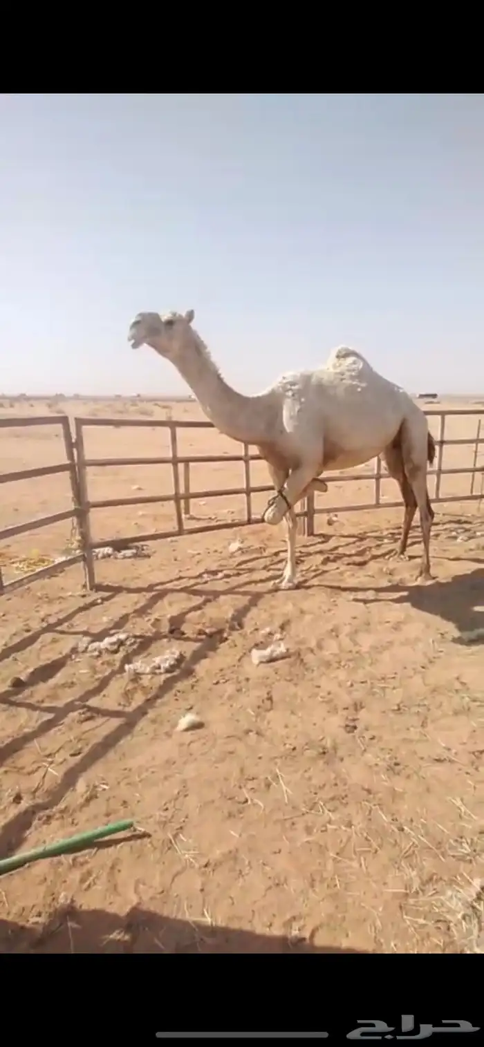 وضحى وضحاء احسبها معشر وطلعت مفيخ الناقه مشروطه وسينافس 4