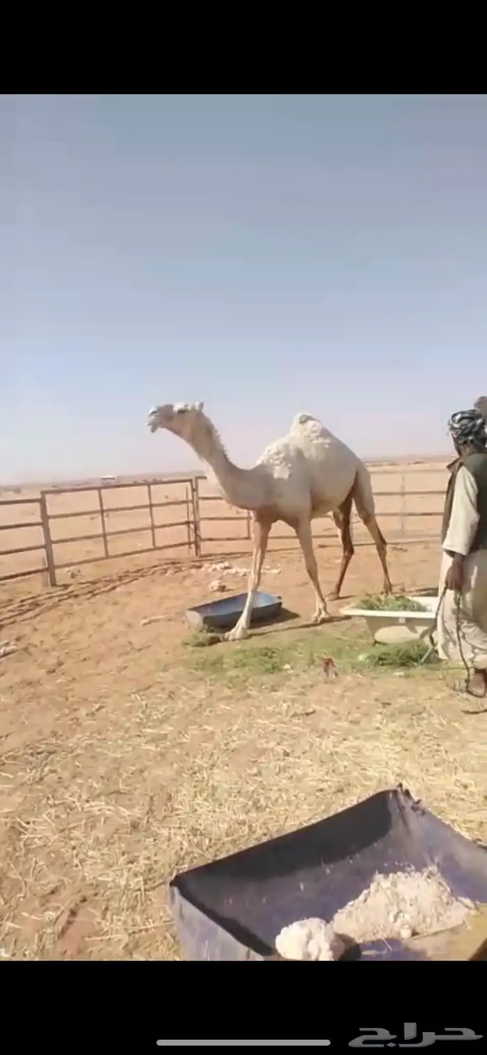 وضحى وضحاء احسبها معشر وطلعت مفيخ الناقه مشروطه وسينافس 0