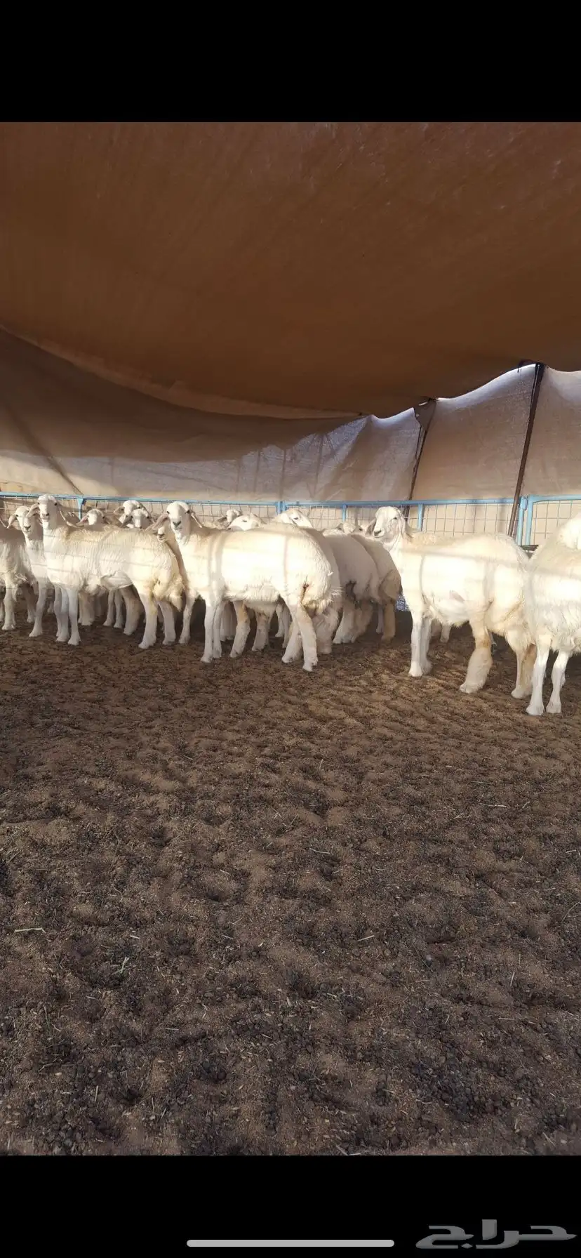 ذبايح حريه من البر مع الذبح والتوصيل 0
