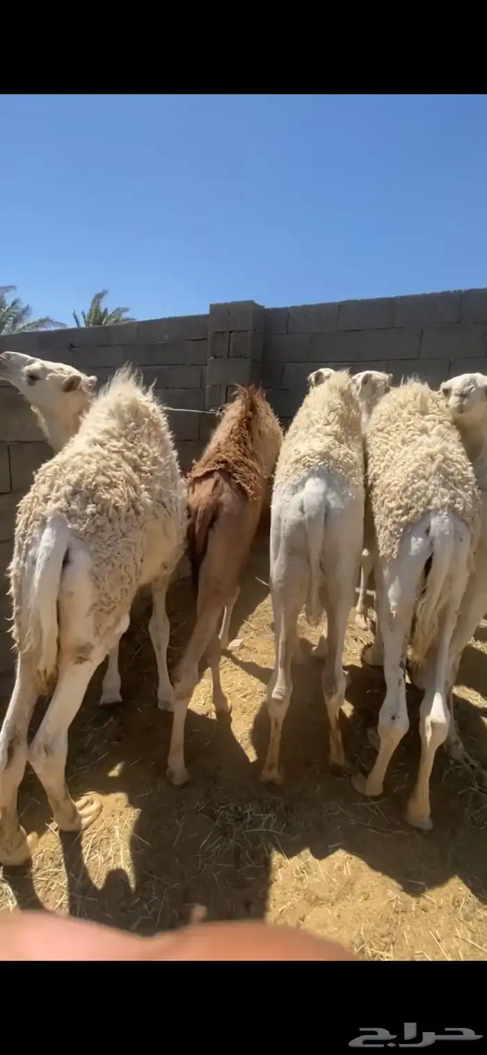 6قعدان مغاتير لبانيان 0