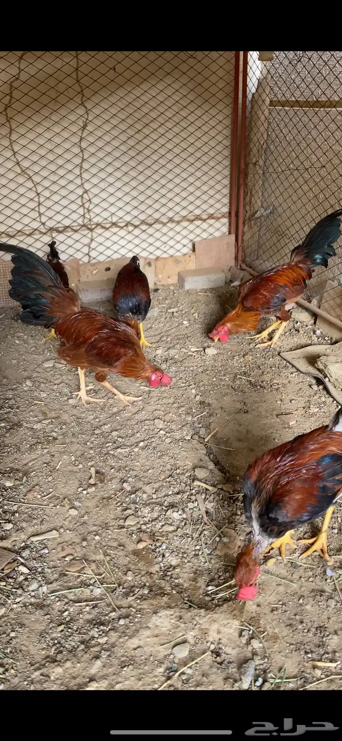 (تم البيع ) ديوكه عربي بلدي أصيل ظهر أحمر وصدر أسود 1