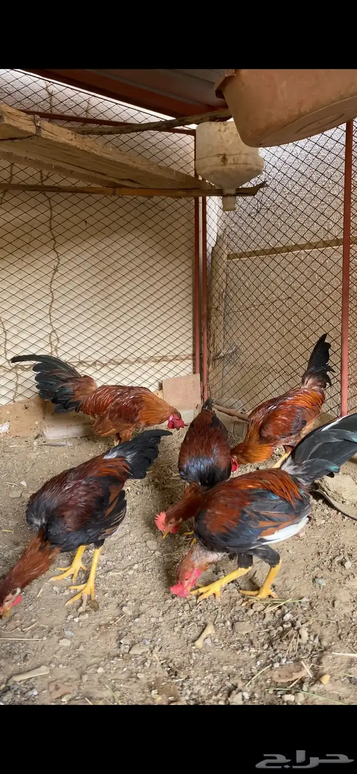 (تم البيع ) ديوكه عربي بلدي أصيل ظهر أحمر وصدر أسود 6