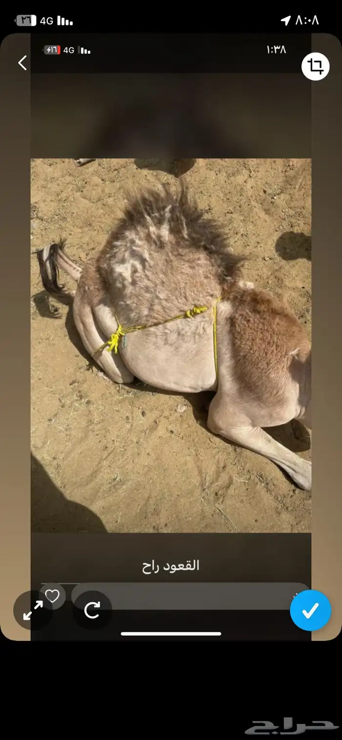 قعدان كفووو 4