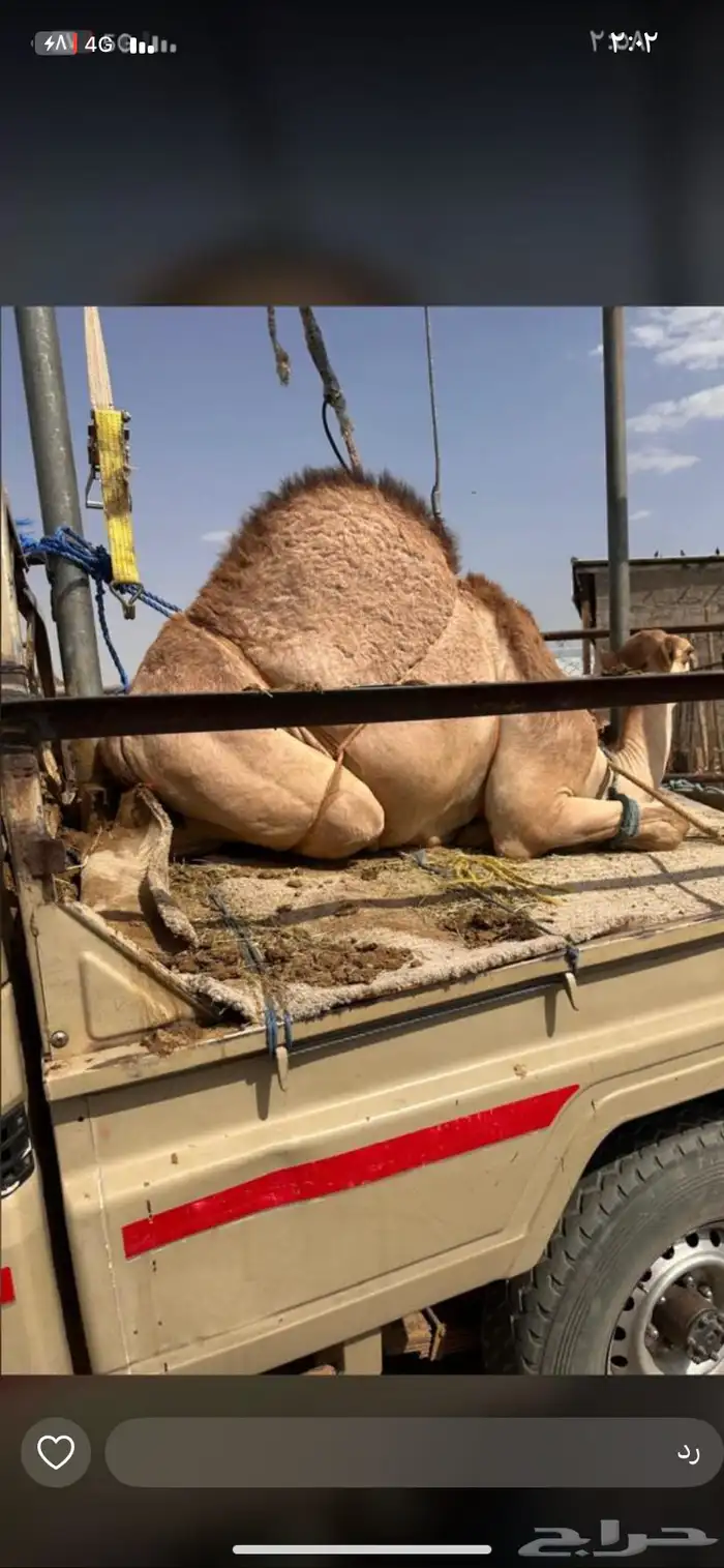 قعدان كفووو 3