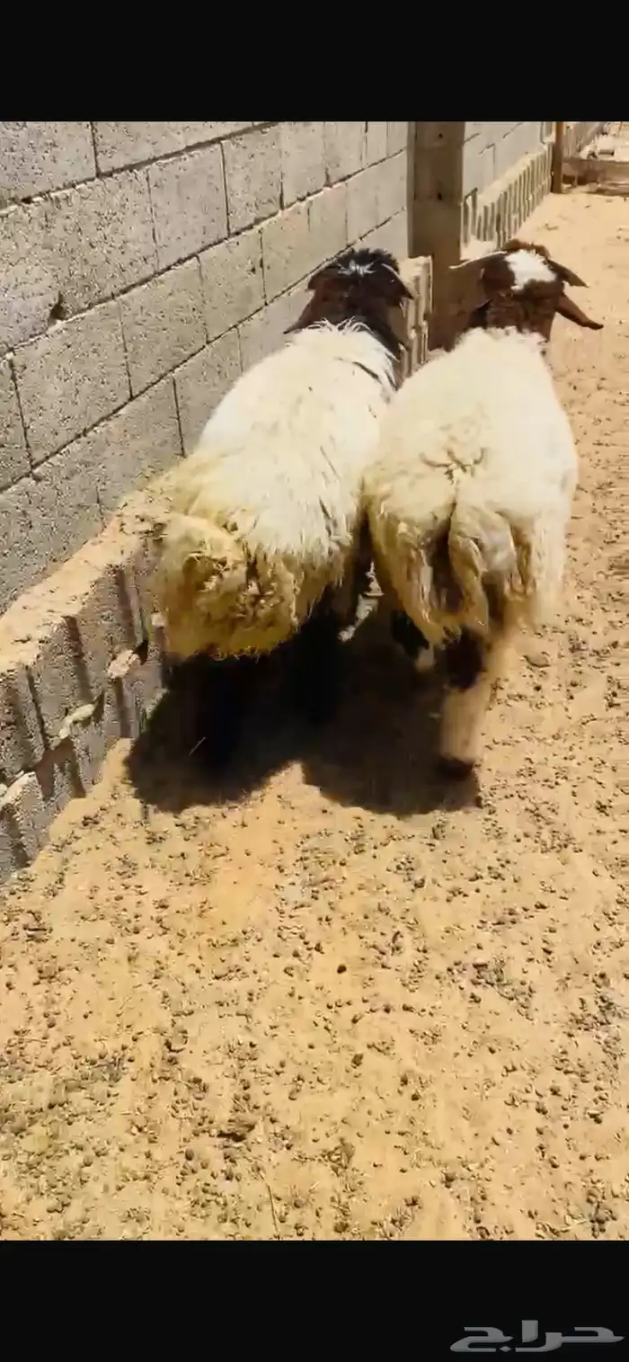 غنم نعيمي للبيع 2