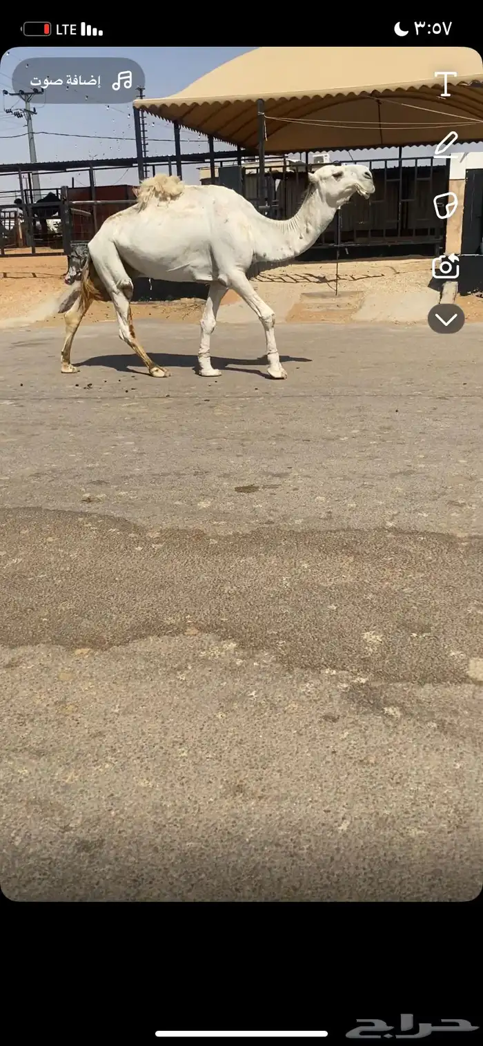 للبيع البعير 1