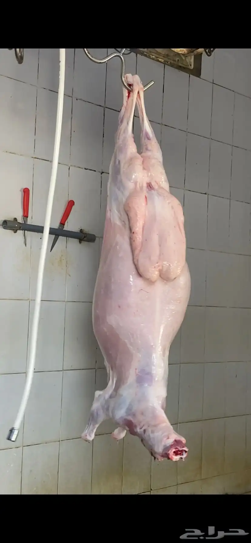 ذبايح حريه من البر مع الذبح والتوصيل 1