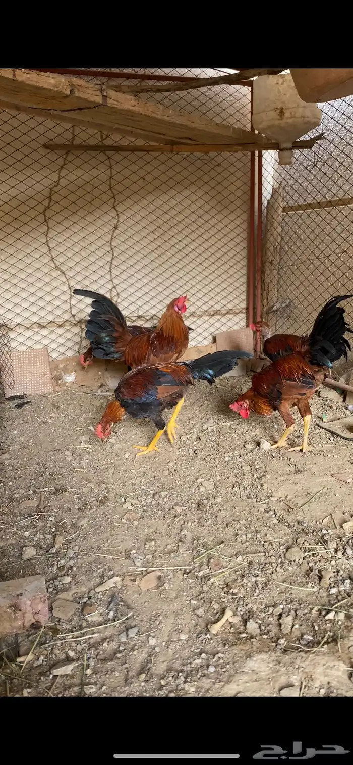 (تم البيع ) ديوكه عربي بلدي أصيل ظهر أحمر وصدر أسود 5