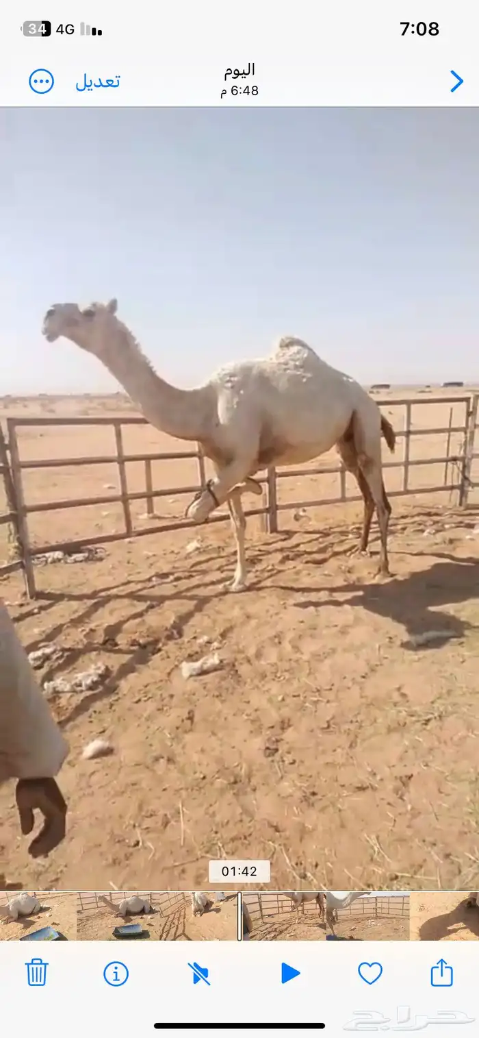 وضحى وضحاء احسبها معشر وطلعت مفيخ الناقه مشروطه وسينافس 5