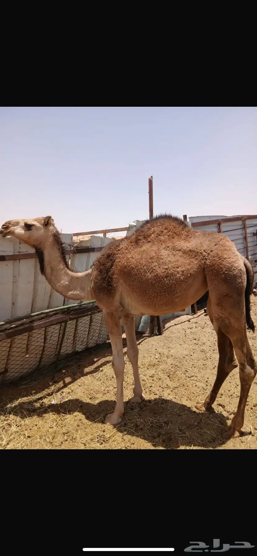 بكره للبيع 0