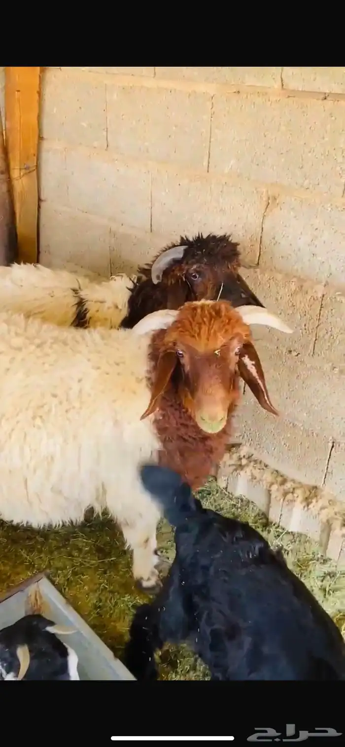 غنم نعيمي للبيع 5