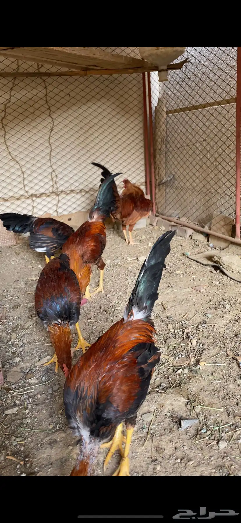 ديوكه عربي بلدي أصيل ظهر أحمر وصدر أسود 3
