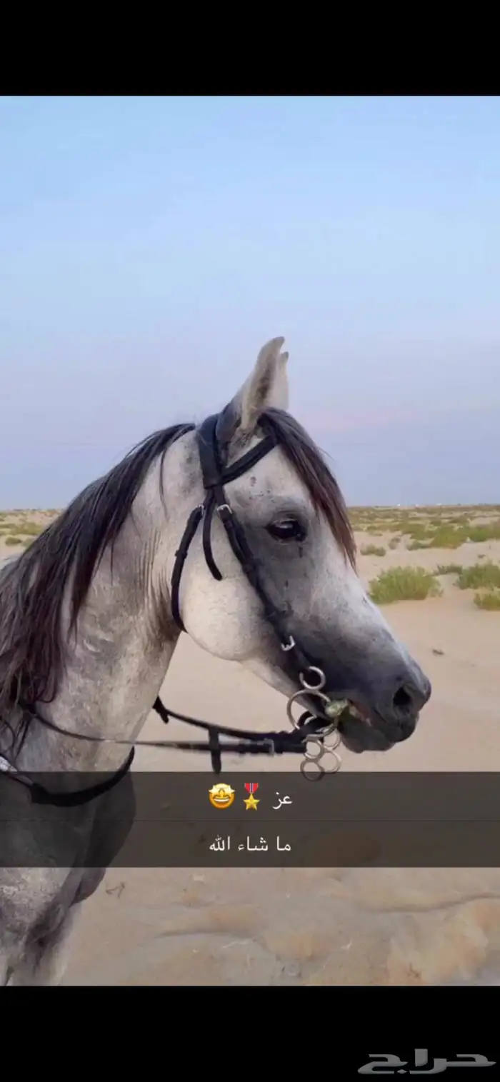 حصان شعبي 0