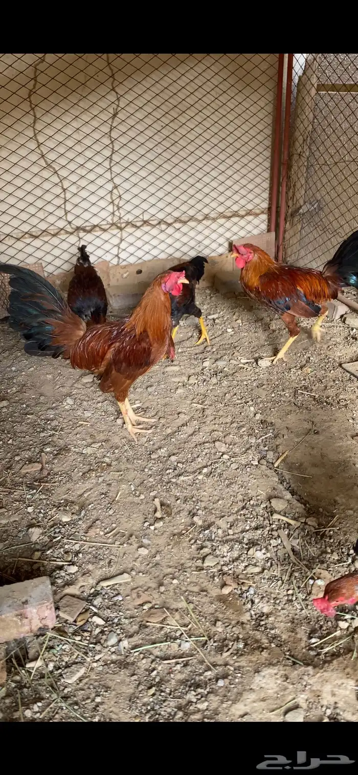 (تم البيع ) ديوكه عربي بلدي أصيل ظهر أحمر وصدر أسود 0
