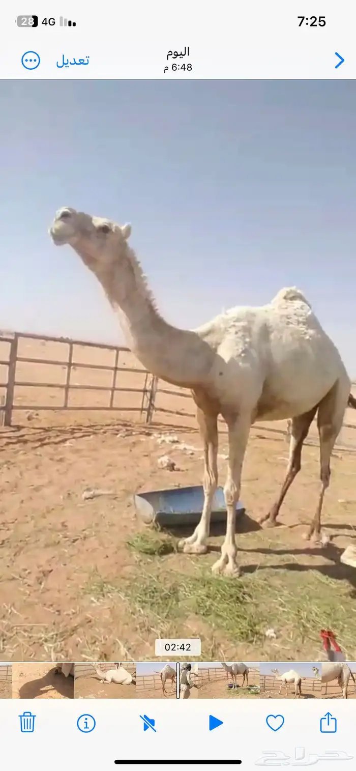 وضحى وضحاء احسبها معشر وطلعت مفيخ الناقه مشروطه وسينافس 1