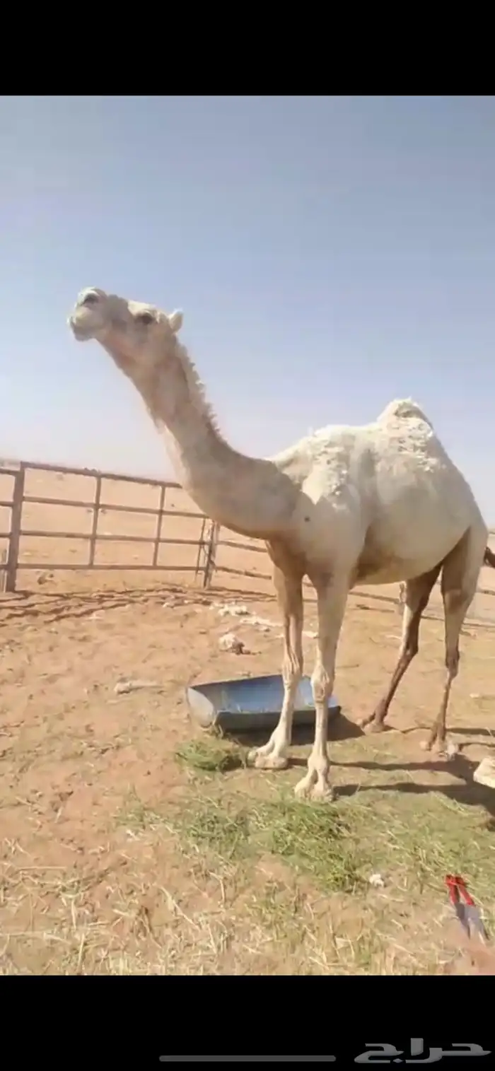 وضحى وضحاء احسبها معشر وطلعت مفيخ الناقه مشروطه وسينافس 2