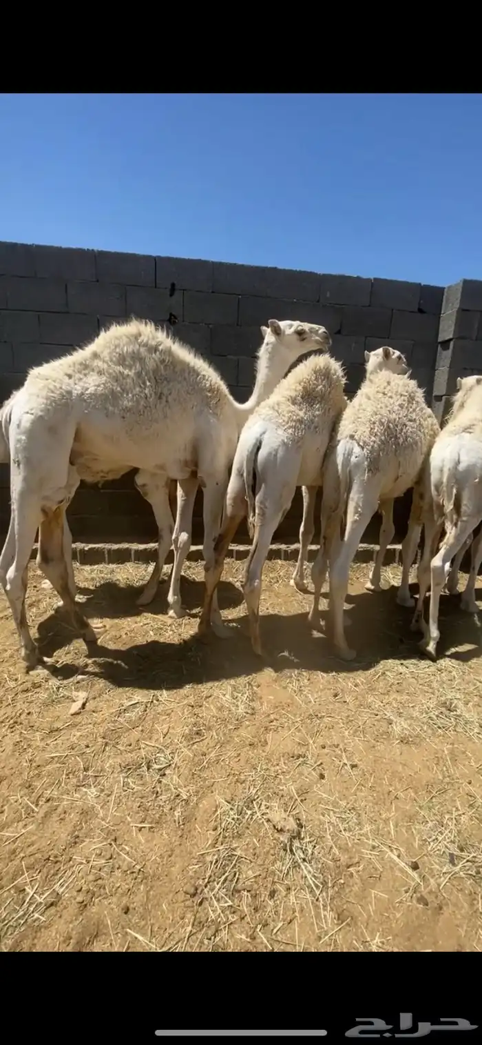 6قعدان مغاتير لبانيان 1