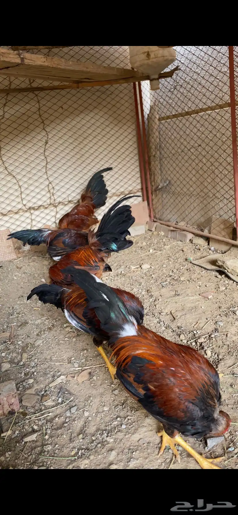 ديوكه عربي بلدي أصيل ظهر أحمر وصدر أسود 2