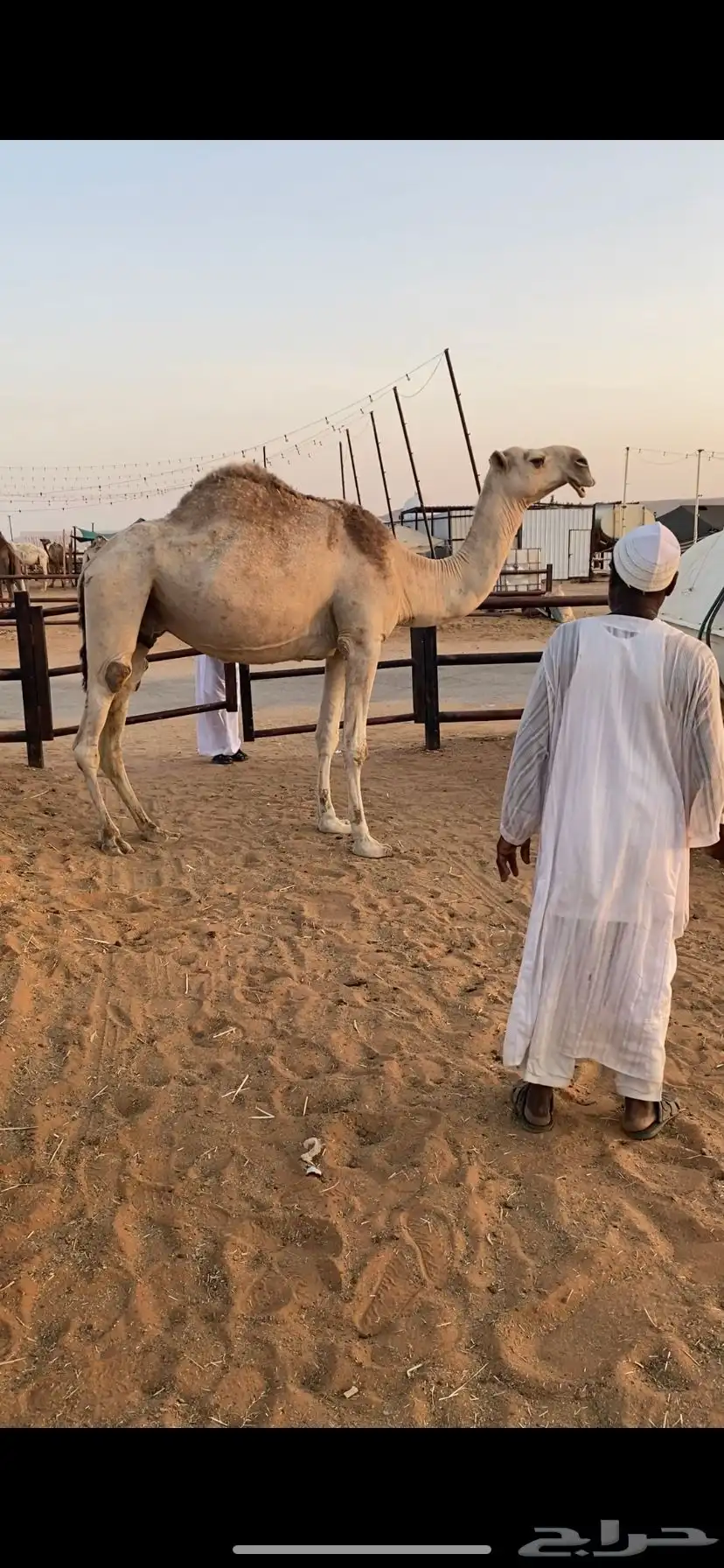 ناقه باكستانيه طيبه index